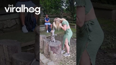 Macaque Swings From Woman's Hair || ViralHog