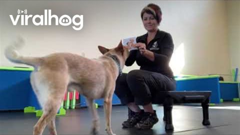 Red Heeler Reads Cue Cards || ViralHog