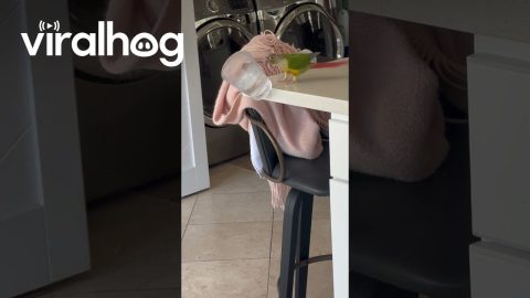 Parrot Pushes Water Cup Off Kitchen Counter || ViralHog