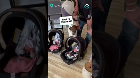 Dog Meets Twin Sisters For First Time || ViralHog