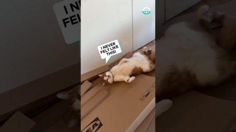 This Cat Loves Its Cardboard || ViralHog