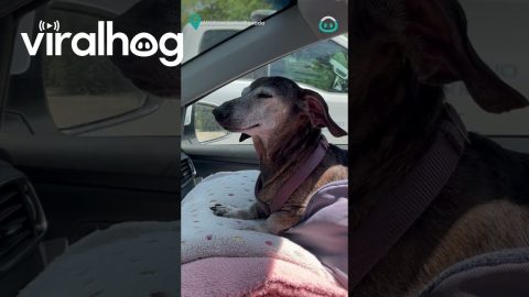 Dachshund On Blanket Throne || ViralHog