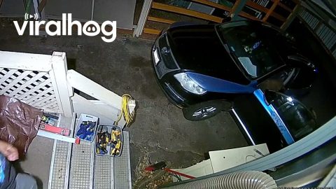 Man Jumps Out Of Bed To Deter Bears From Car || ViralHog