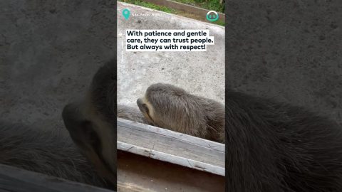 Sloth Loves To Say Hello || ViralHog