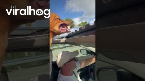 Adventure Dog Eats Wind In Forty-Fifth State || ViralHog