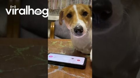 Jack Russell Talks To Owner On Phone || ViralHog