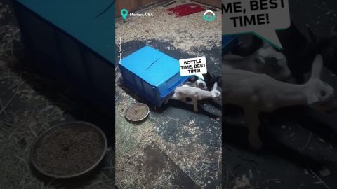 Goats pile out for Dinner Time || ViralHog