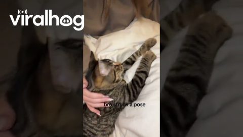 Cool Cat Strikes a Pose || ViralHog