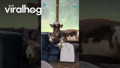 Cow Chills on Her Couch || ViralHog