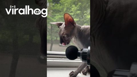 Sphynx Cat Enjoys Massage Gun || ViralHog