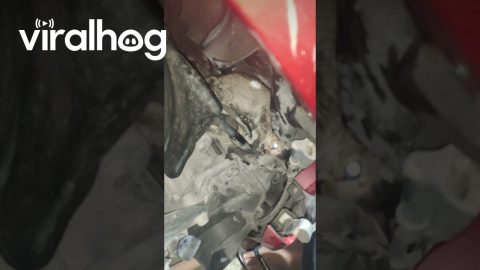 Rescuing a Kitten Stuck in a Motorbike || ViralHog