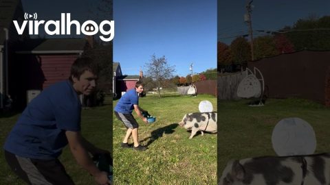 Piggy Bank Gets Chased By Robber || ViralHog