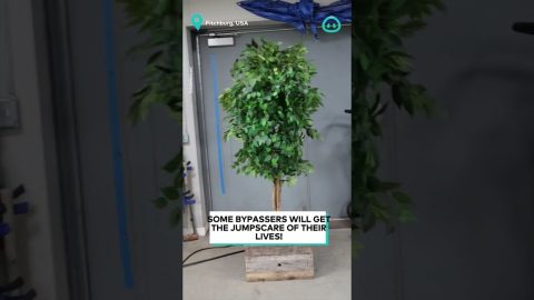 This tree is HORRIFYING 😱😲 || ViralHog