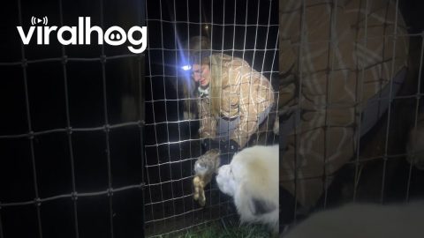 Woman Rescues Rabbit from Wire Fence || ViralHog