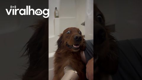 Golden Retriever Has Wide Eyes During Bath Blowout || ViralHog