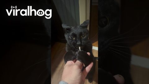 Cat Goes Cuckoo For Cotton Swab || ViralHog