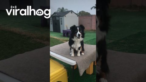 Australian Shepherd Is Meerkat Impressionist || ViralHog