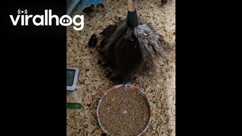 Baby Quail Hide Under Feather Duster || ViralHog