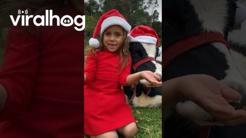 Girl And Calf Are On The Nice List || ViralHog