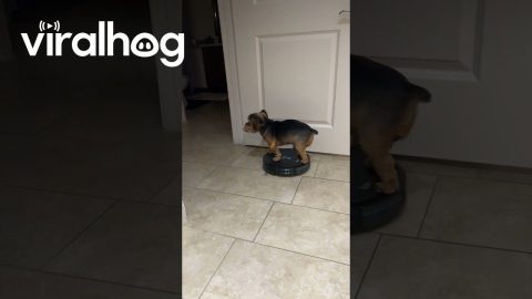 Yorkie Takes a Ride on the Robot Vacuum || ViralHog