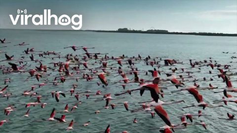 Flying Flock of Flamingos || ViralHog