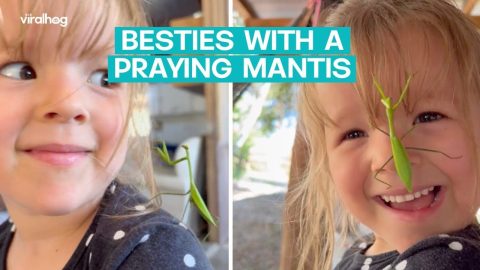 Little Girl and Praying Mantis are Besties || ViralHog