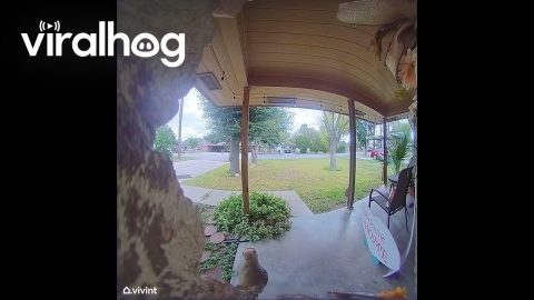 Woodpecker Rings Doorbell || ViralHog