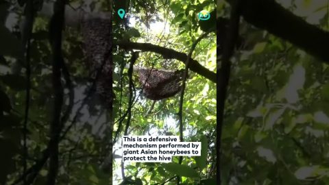 Impressive Synchronisation of Bee Hive || ViralHog