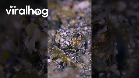 Bobtail Squid Covers Itself In Sand || ViralHog
