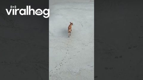 Dogs Walk Through Wet Concrete || ViralHog
