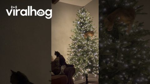 Orange Cat In The Christmas Tree || ViralHog