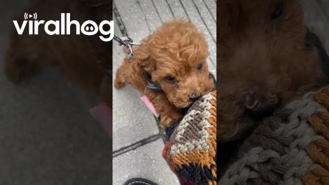 Tiny Toy Poodle Delights Passersby || ViralHog