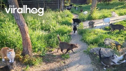 Shelter in Romania Houses Over 350 Cats || ViralHog