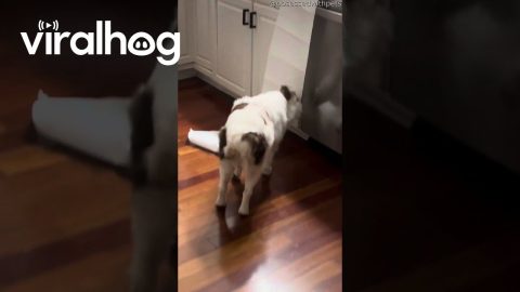 Orange Cat And Aussie Team Up In Mischief || ViralHog