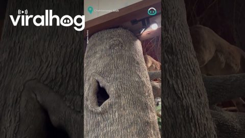 Raccoons Move INSIDE Fishing Store || ViralHog