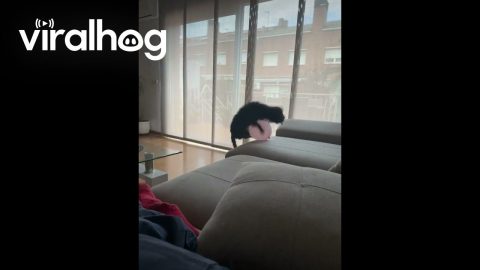 Puppy's Jump Thwarted By Balloon || ViralHog