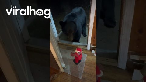 Black Bear Doesn't Know What to Think of Dancing Santa || ViralHog