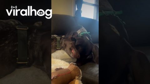 Diva Doggo Uses Patient Pup's Head as a Plate || ViralHog
