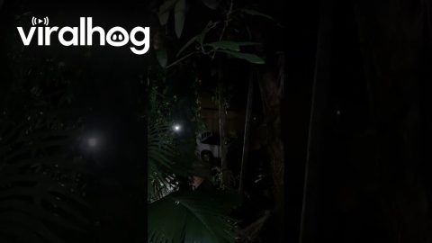 Dog Delivers Groceries To Neighboring House || ViralHog