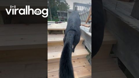 Born to Fly, Forced to Use the Stairs || ViralHog