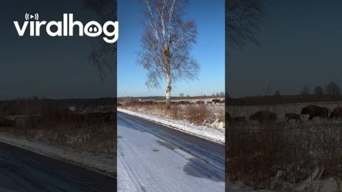 Herd of European Bison Crossing the Street || ViralHog