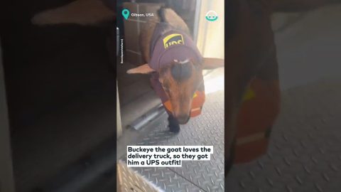 Goat Becomes UPS Driver || ViralHog