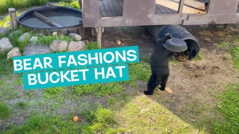 Bear Busy Wearing Bucket Hat || ViralHog