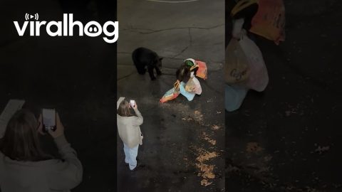 Black Bear Follows Woman in Hotel Parking Lot || ViralHog