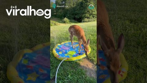 Deer And Racoon Enjoy Splash Pad || ViralHog