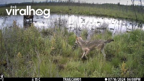 Wolves Stalk Moose In Pond || ViralHog