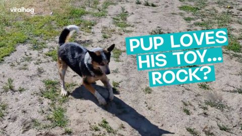 Dog LOVES his toy... Rock?! || ViralHog