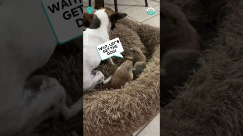 Pup Plays With Prairie Dogs || ViralHog
