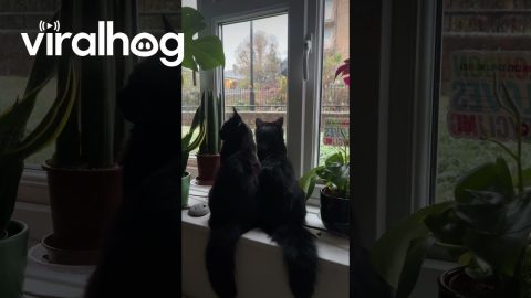 Void Cats' First Snow Fall || ViralHog
