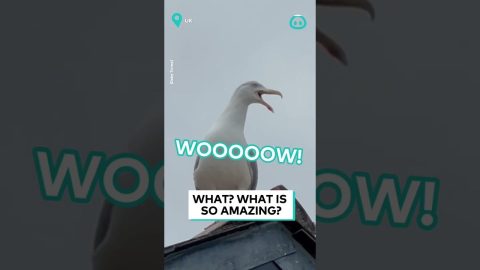 Seagull Literally Yells 'WOW' || ViralHog